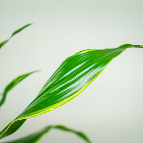 dracena-fragrans-deremensis-art-dracaena (3) dracena-fragrans-deremensis-art-dracaena