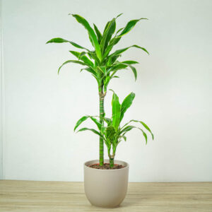 dracena-fragrans-deremensis-art-dracaena