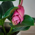 medinilla-wspaniala-magnifica