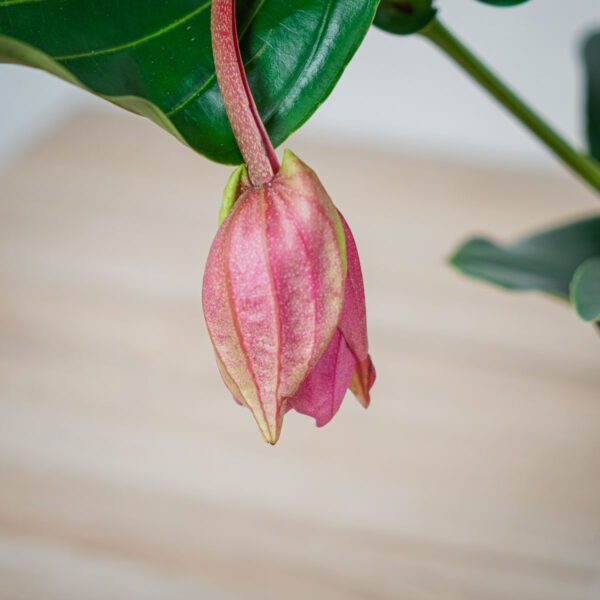 medinilla-wspaniala-magnifica (3) medinilla-wspaniala-magnifica