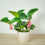 medinilla-wspaniala-magnifica