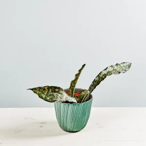 Sansevieria kirkii coppertone