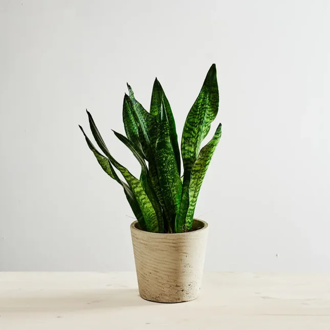 MS1k7_0041_0616SZKLARNIA 226 Sansevieria zeylanica