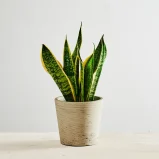 Sansevieria superba