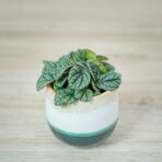 peperomia-caperata-luna-grey-baby