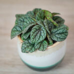 peperomia-caperata-luna-grey-baby