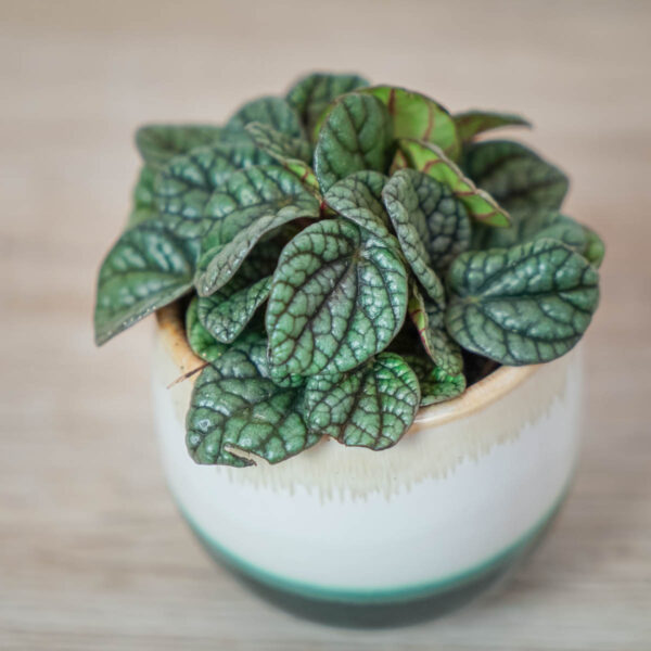 peperomia-caperata-luna-grey-baby (2) peperomia-caperata-luna-grey-baby