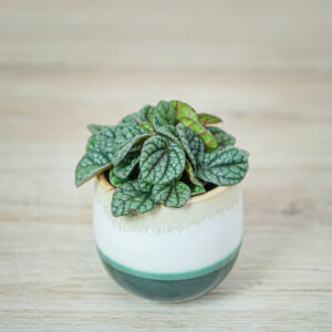 peperomia-caperata-luna-grey-baby