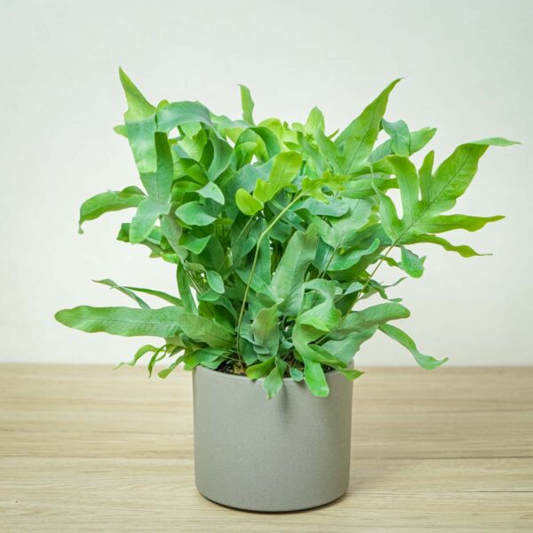 phlebodium-blue-star phlebodium-blue-star