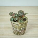 pilea-cadierei