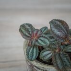 pilea-norfolk