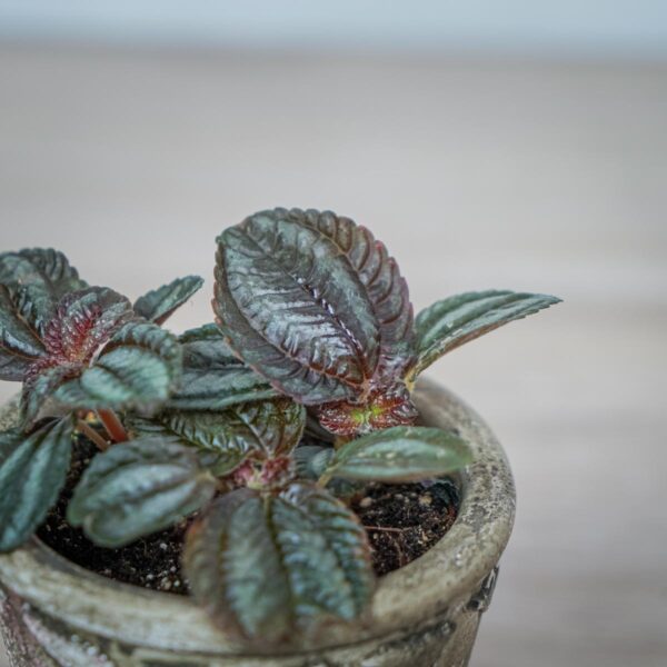 pilea-norfolk (3) pilea-norfolk