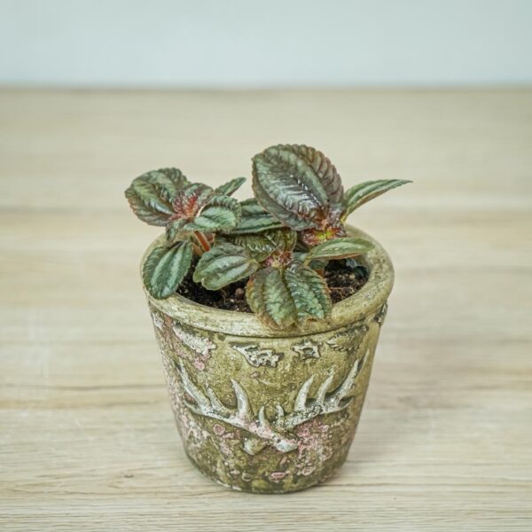 pilea-cadierei