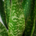 sansevieria-aubrytiana-dragon