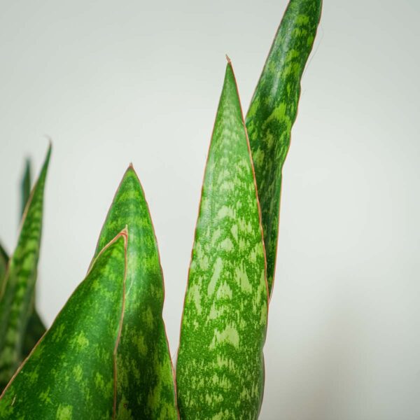 sansevieria-aubrytiana-dragon (3) sansevieria-aubrytiana-dragon