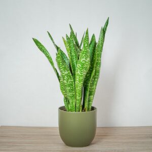sansevieria-aubrytiana-dragon