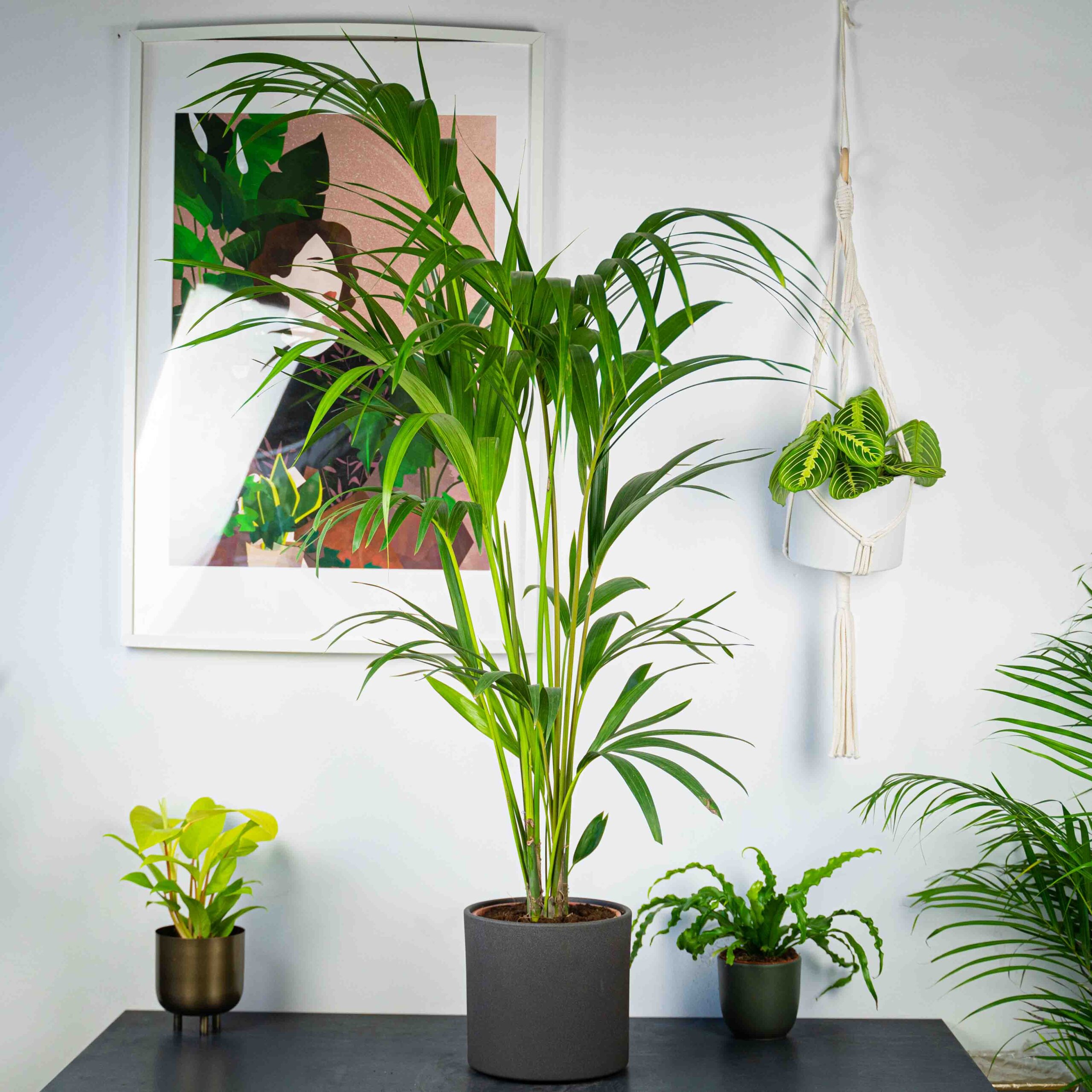 Kencja (Howea forsteriana)