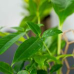 syngonium-podophyllum-auritum