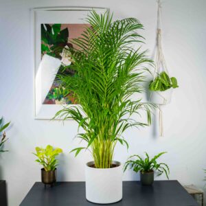 areka-palma-dypsis-lutescens-gigant