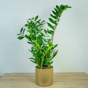 zamioculcas-zamiifolia-zamiokulkas