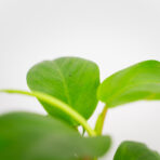 philodendron-ceylon-lemon-green