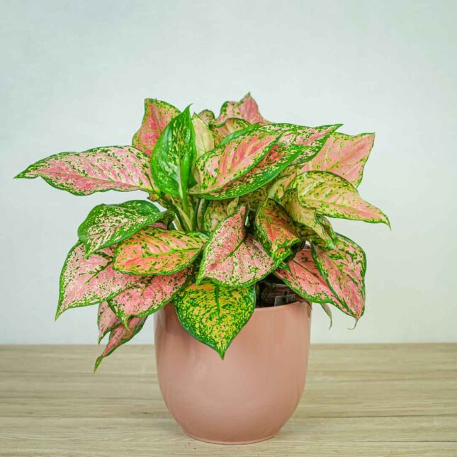aglaonema-anyamanee-red aglaonema-anyamanee-red