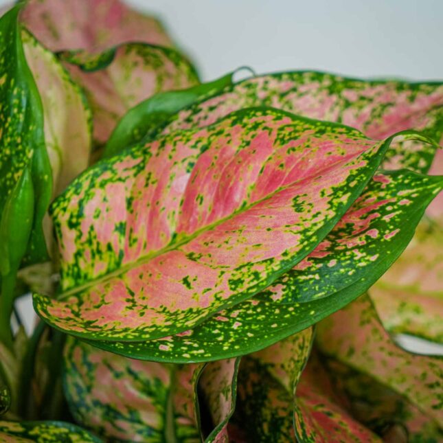 aglaonema-anyamanee-red aglaonema-anyamanee-red