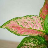 aglaonema-anyamanee-red
