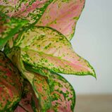 aglaonema-anyamanee-red