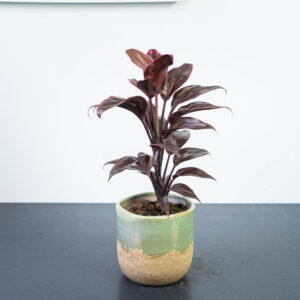 kordylina-fruticosa-mambo-cordyline