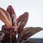 kordylina-fruticosa-mambo-cordyline