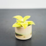 philodendron-lemon-lime-baby