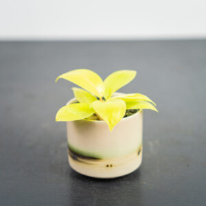 philodendron-lemon-lime-baby