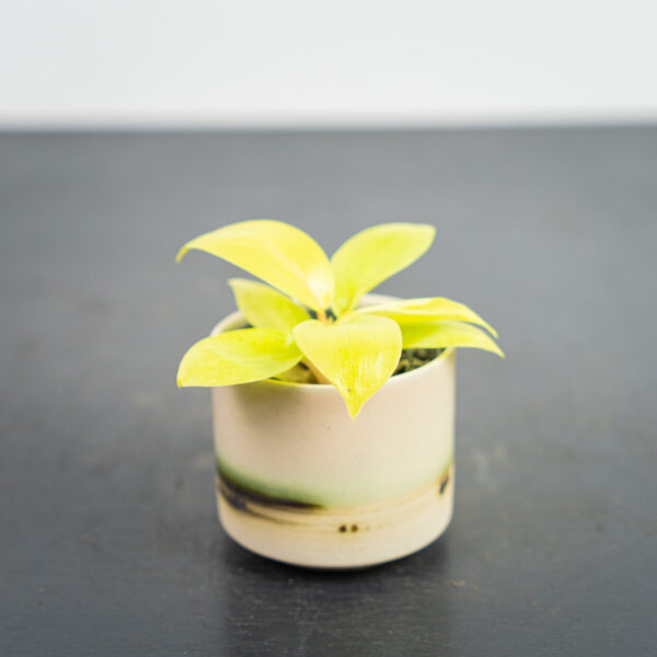 philodendron-lemon-lime-baby philodendron-lemon-lime-baby