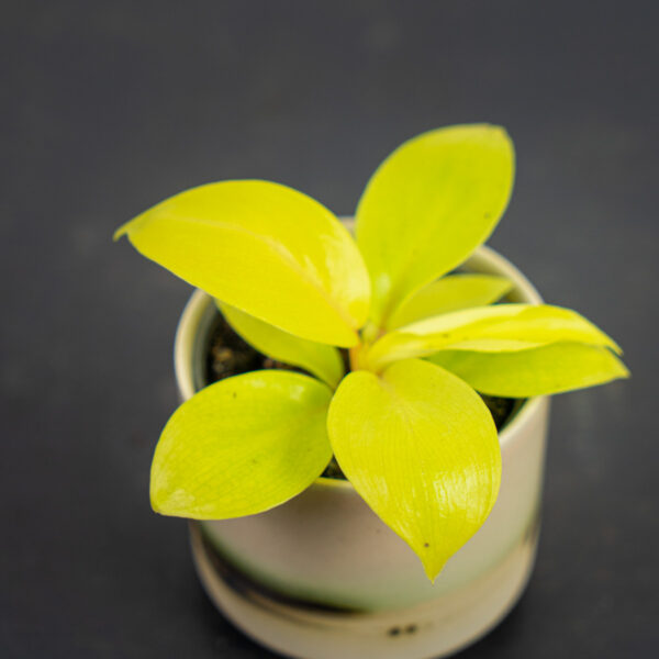 philodendron-lemon-lime-baby philodendron-lemon-lime-baby