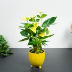anthurium-vanilla-diamond