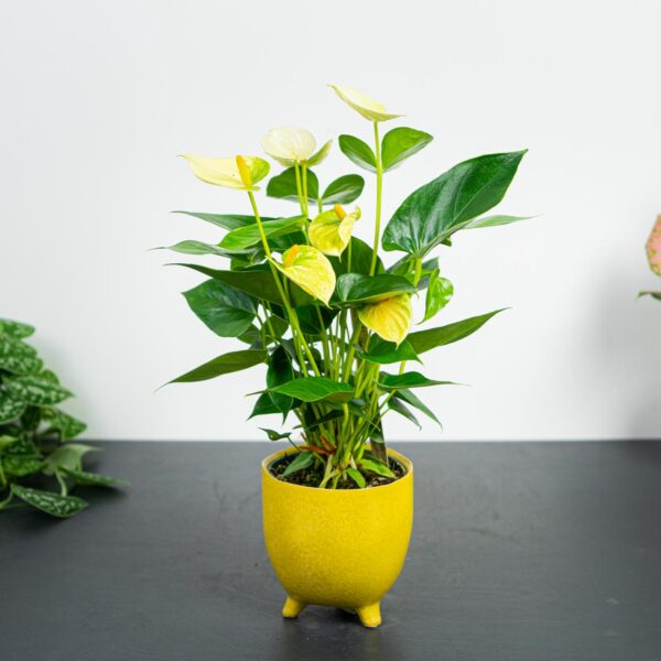 anthurium-vanilla-diamond anthurium-vanilla-diamond