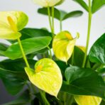 anthurium-vanilla-diamond