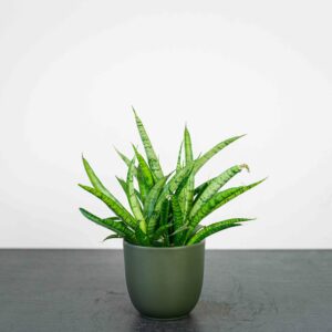 sansevieria-sansiam-moto