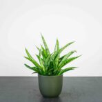 sansevieria-sansiam-moto