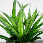 sansevieria-sansiam-moto