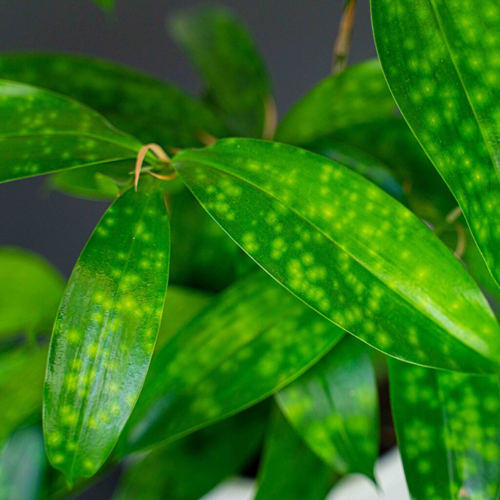 dracena-surculosa-aurea-dracaena