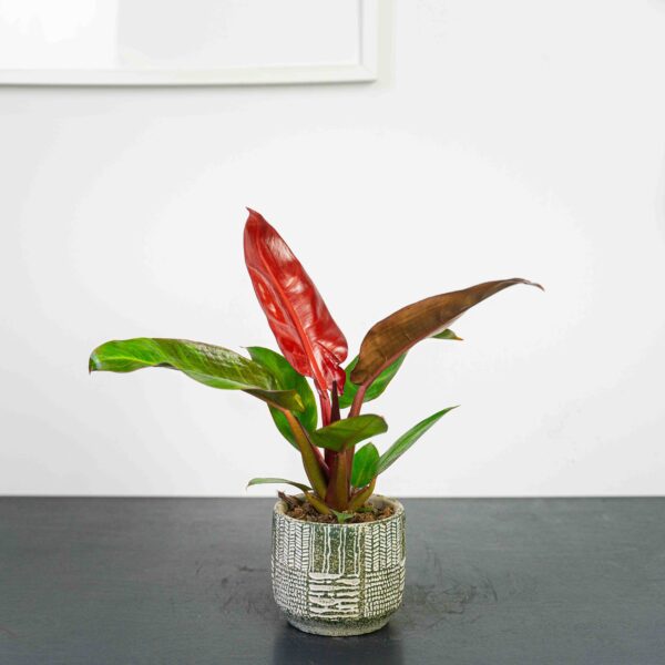 philodendron-red-king