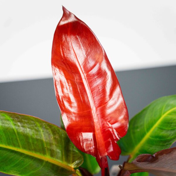 philodendron-red-king philodendron-red-king