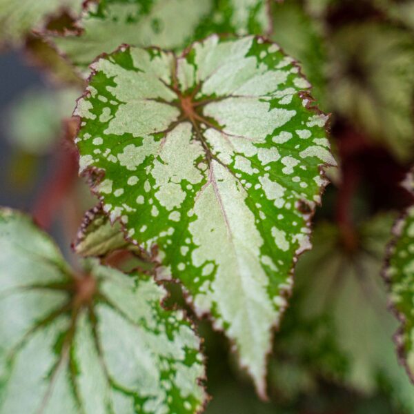 begonia-rex-beleaf-asian-tundra begonia-rex-beleaf-asian-tundra