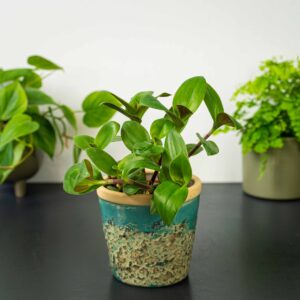 trzykrotka-nanouk-green