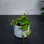 dischidia-ovata-melon