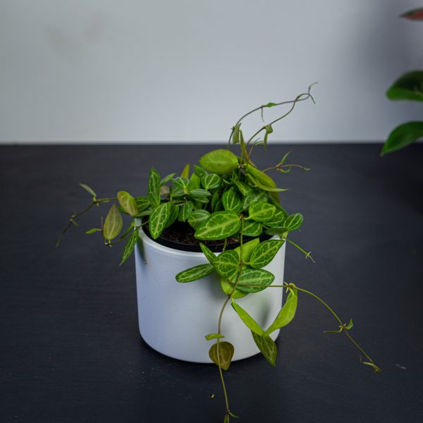 dischidia-ovata-melon dischidia-ovata-melon