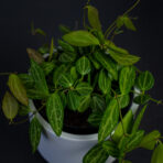 dischidia-ovata-melon