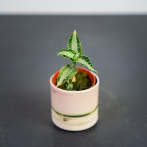 Storczyk aspidogyne argentea (jewel orchid)